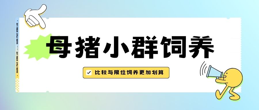 比較與限位飼養的優劣，母豬小群飼養更加劃算